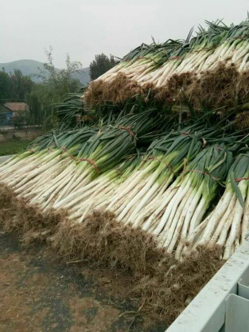 大葱40cm以上毛葱2cm左右大量供应长白大葱和优