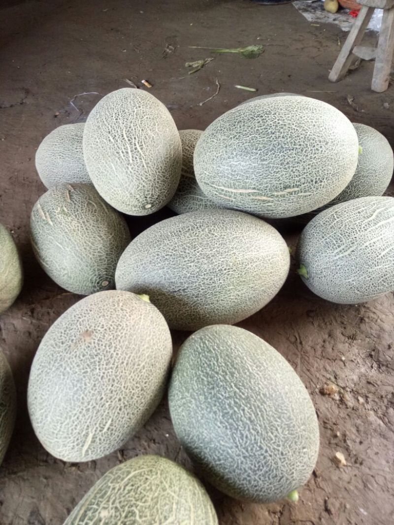 西州蜜瓜3斤以上长圆形