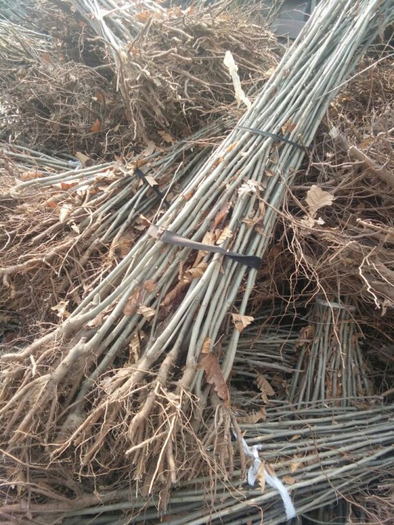 板栗苗50~80cm，低价出售板栗苗。量大需要的联系。