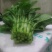 白菜苔10~15厘米