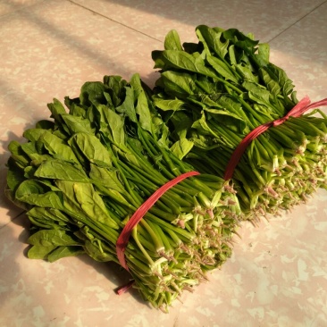 大叶菠菜25~30厘米