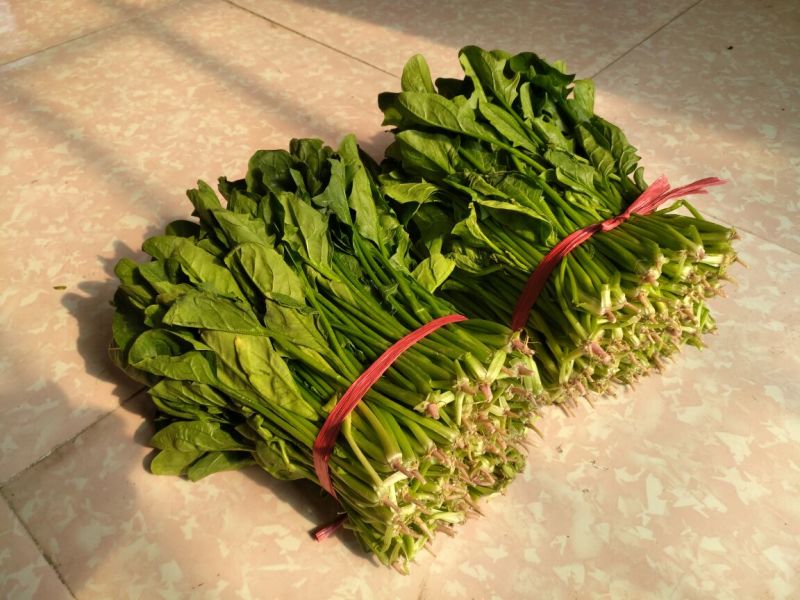 大叶菠菜25~30厘米