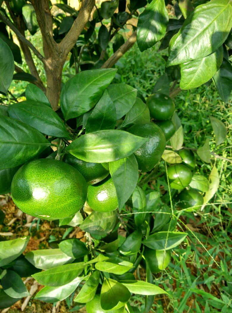 湖南郴州市资兴市蜜桔 6~6.5cm批发_李世雄供