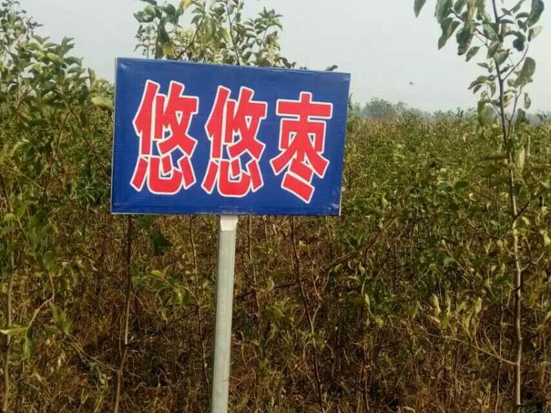 我公司常年供应嫁接枣树种，冬桃苗，紫冠钙果苗，黄李苗