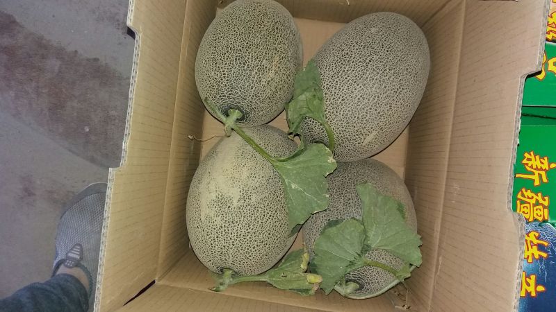 西州蜜瓜3斤以上椭圆形
