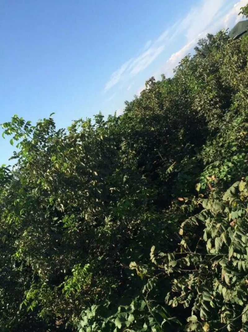 薄皮核桃去皮干