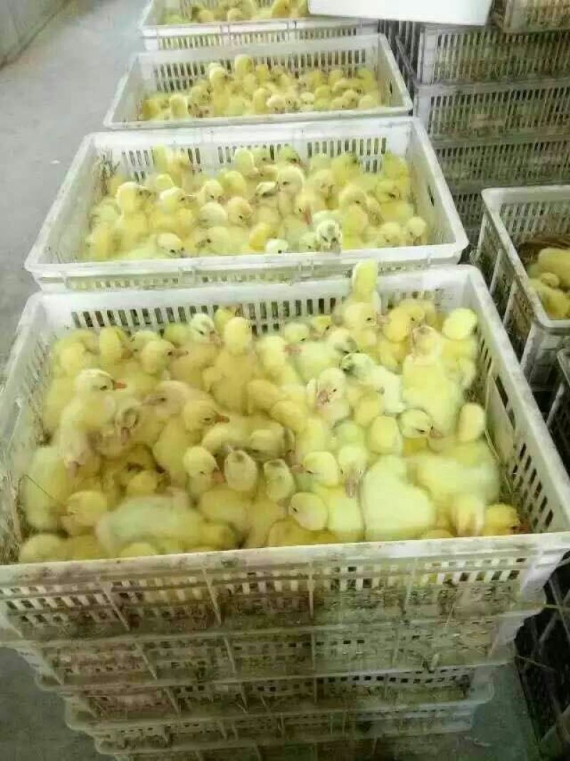 鹅苗250g