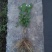 茉莉花苗30~50cm