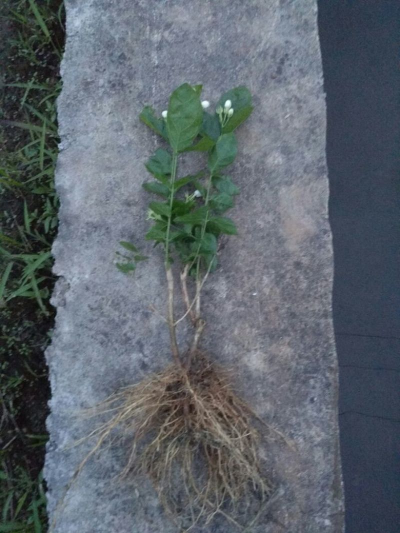 茉莉花苗30~50cm