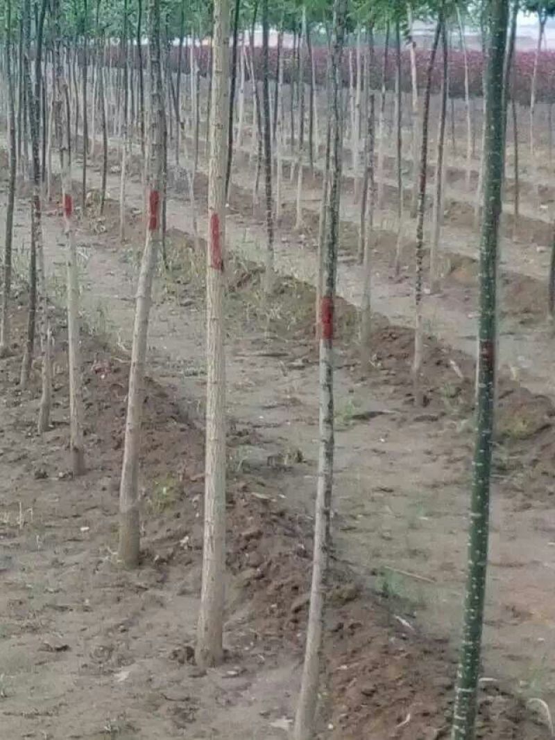 大量出售8-15公分国槐，树形精品