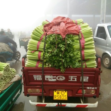 皇妃芹菜50cm以上货源充足，全国供货中