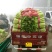 皇妃芹菜50cm以上货源充足，全国供货中