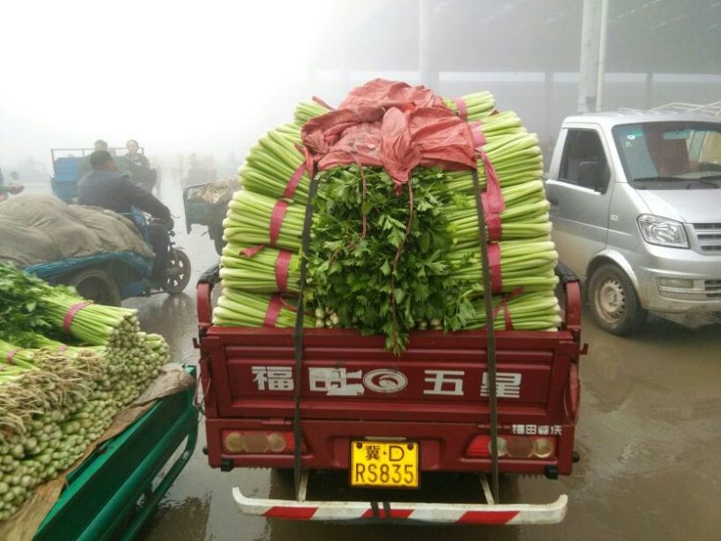 皇妃芹菜50cm以上货源充足，全国供货中