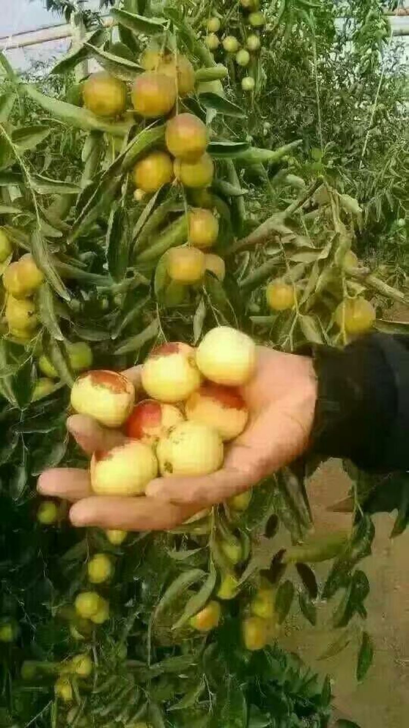 冬枣