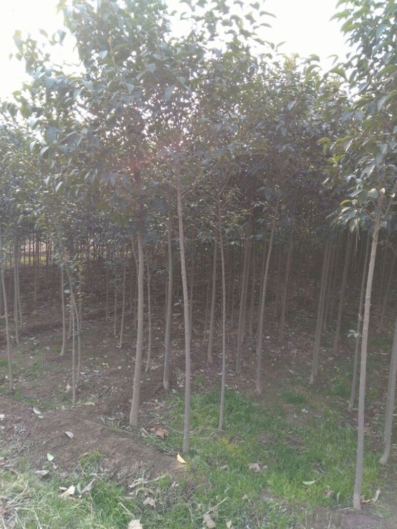 大叶女贞4cm以下