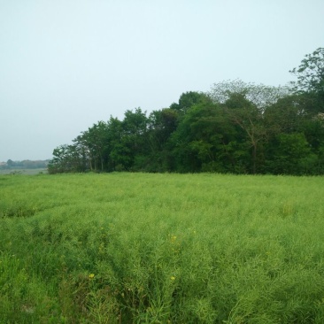 油菜籽