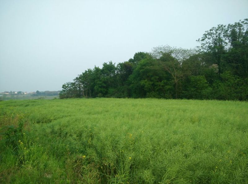 油菜籽