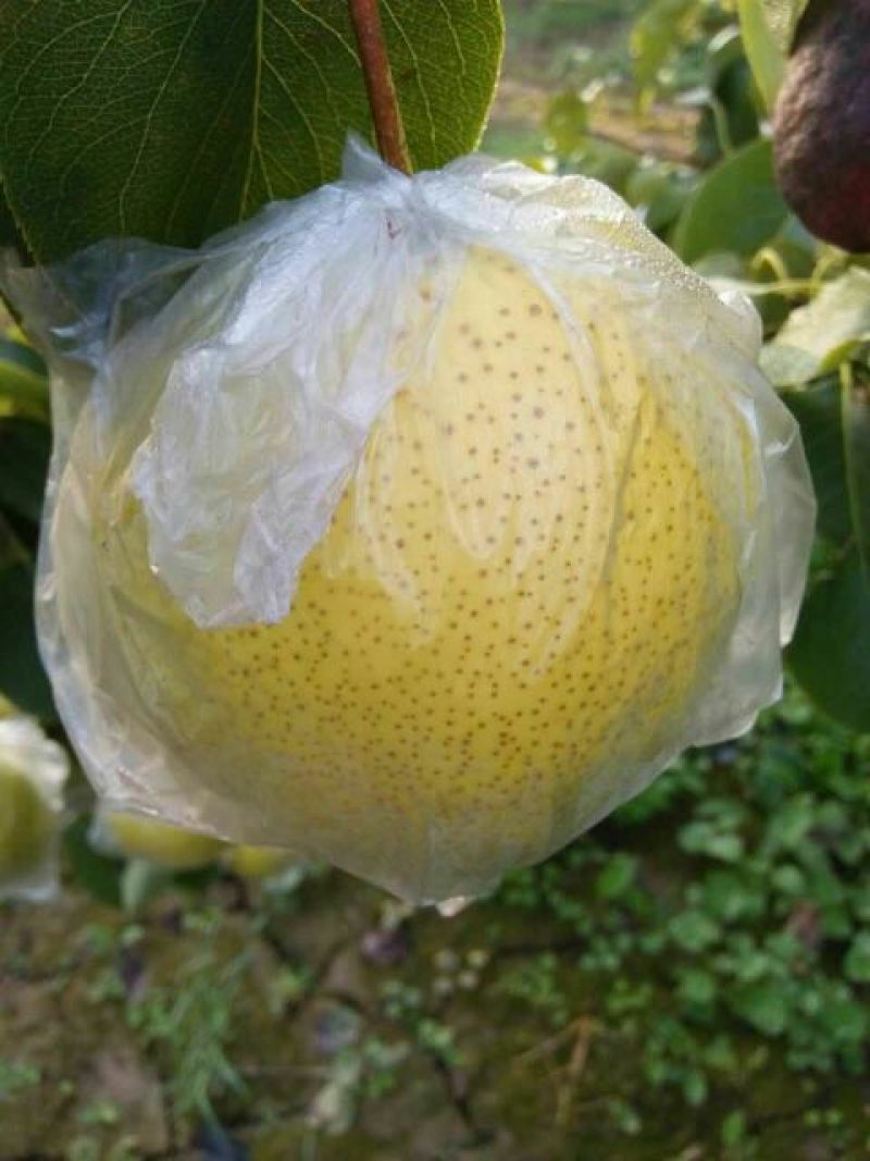 雪花梨膜袋光果，产地直供