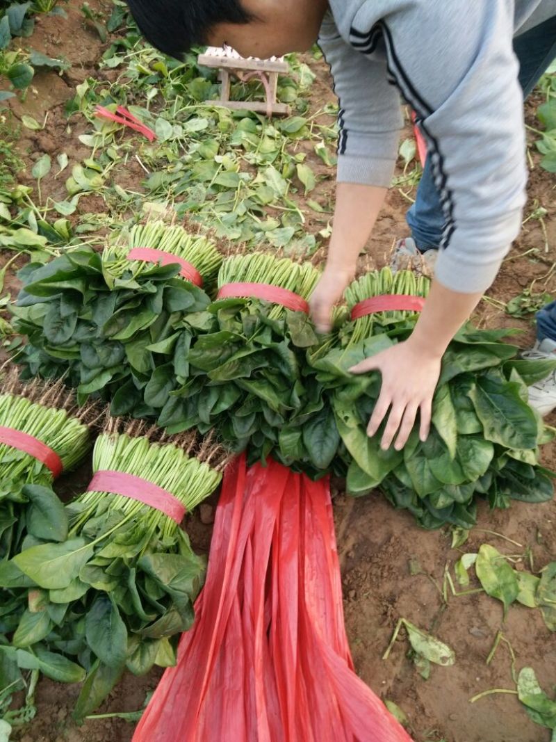 菠菜25~30厘米