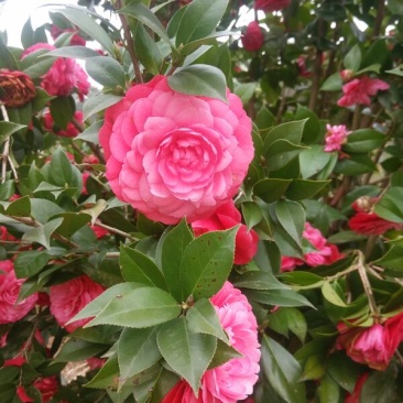 茶花树