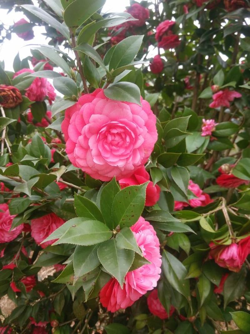 茶花树