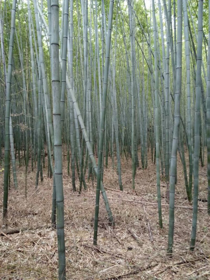 竹子7~8m