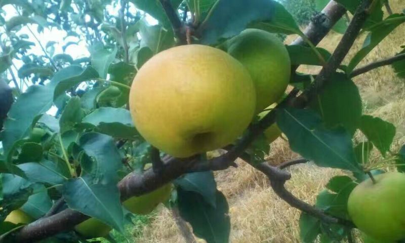 苹果梨150~200g纸箱