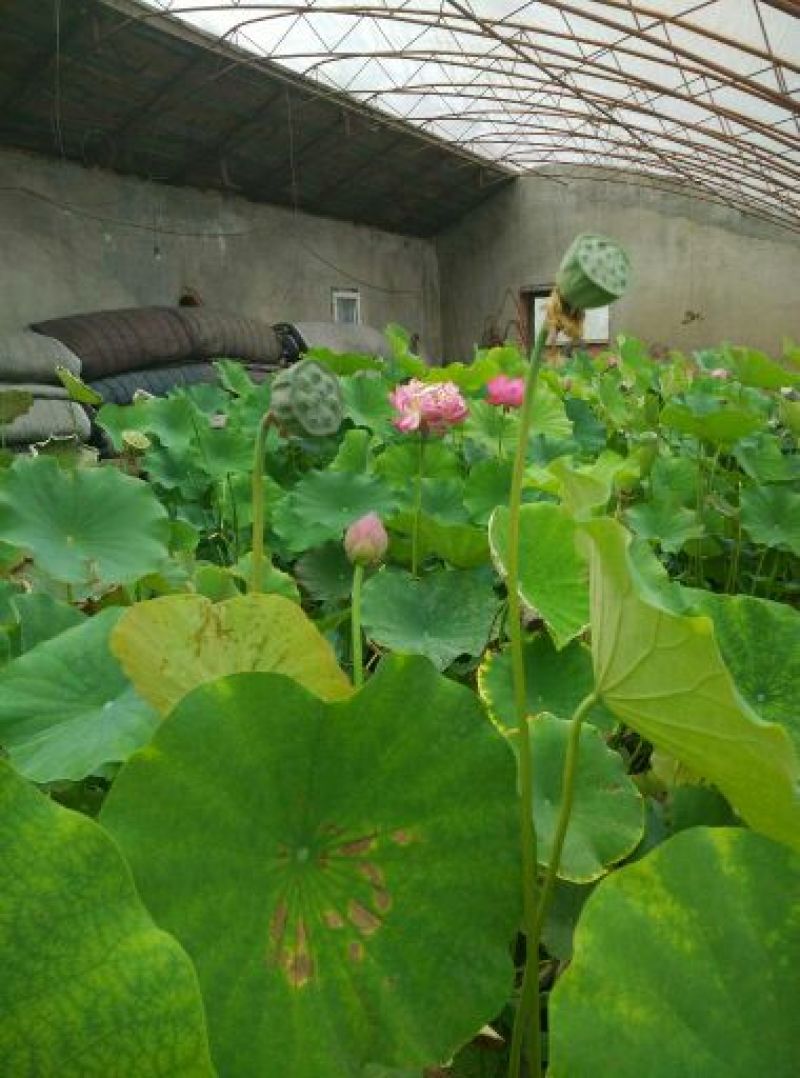 荷花40~50cm