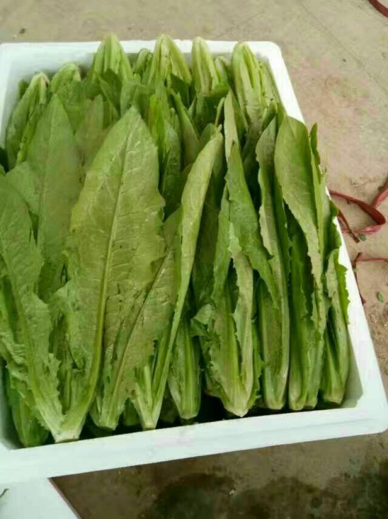 大量上市，质量保证，支持地头装货。