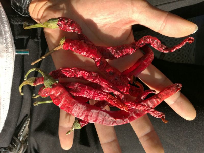 新一代干辣椒通货8.5成干