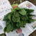 大叶菠菜20~25厘米