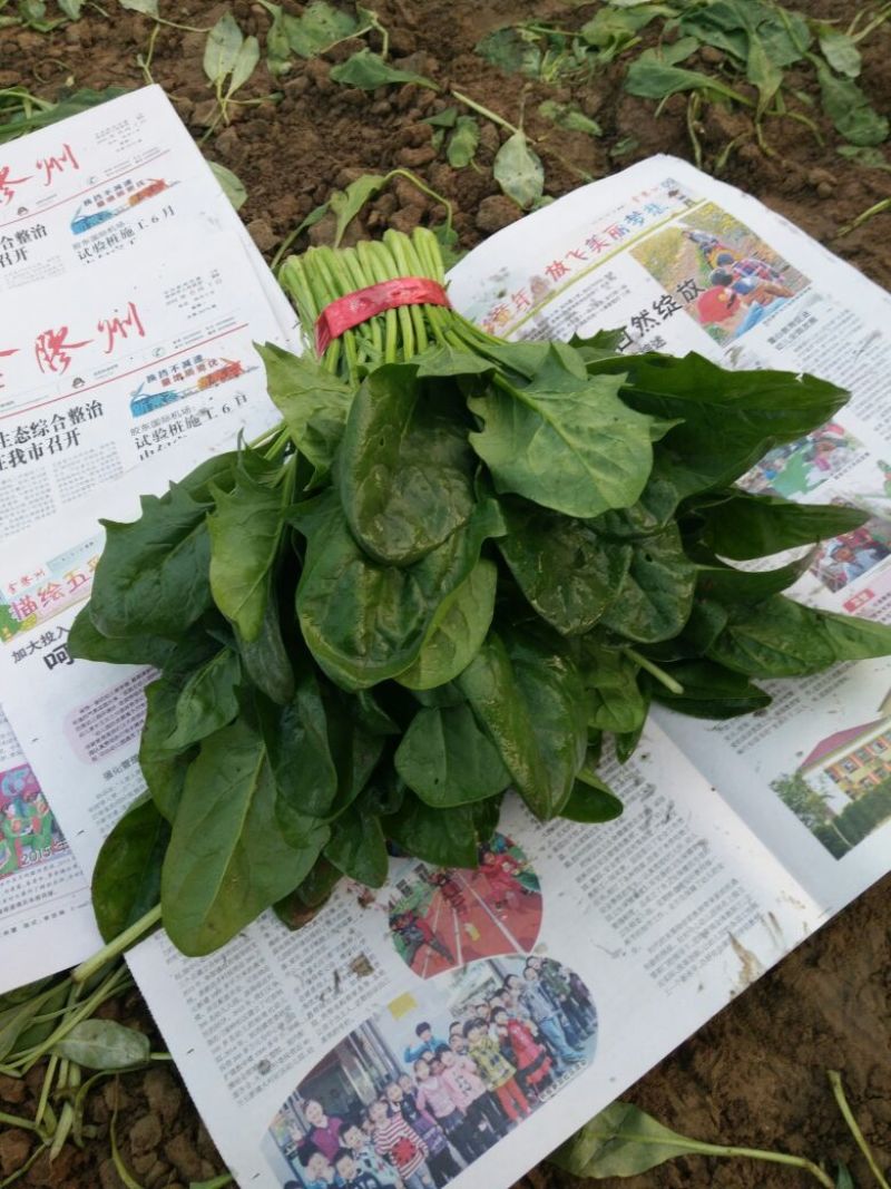 大叶菠菜20~25厘米