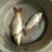 池鲤鱼食用1~2公斤