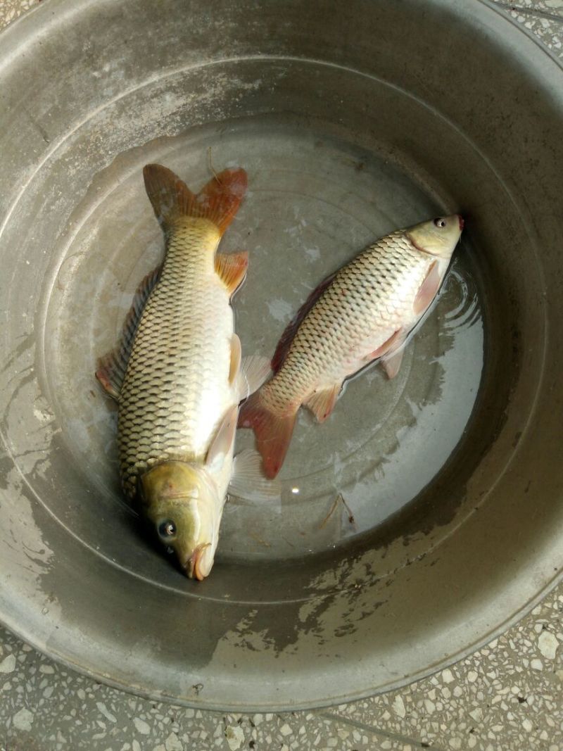 池鲤鱼食用1~2公斤