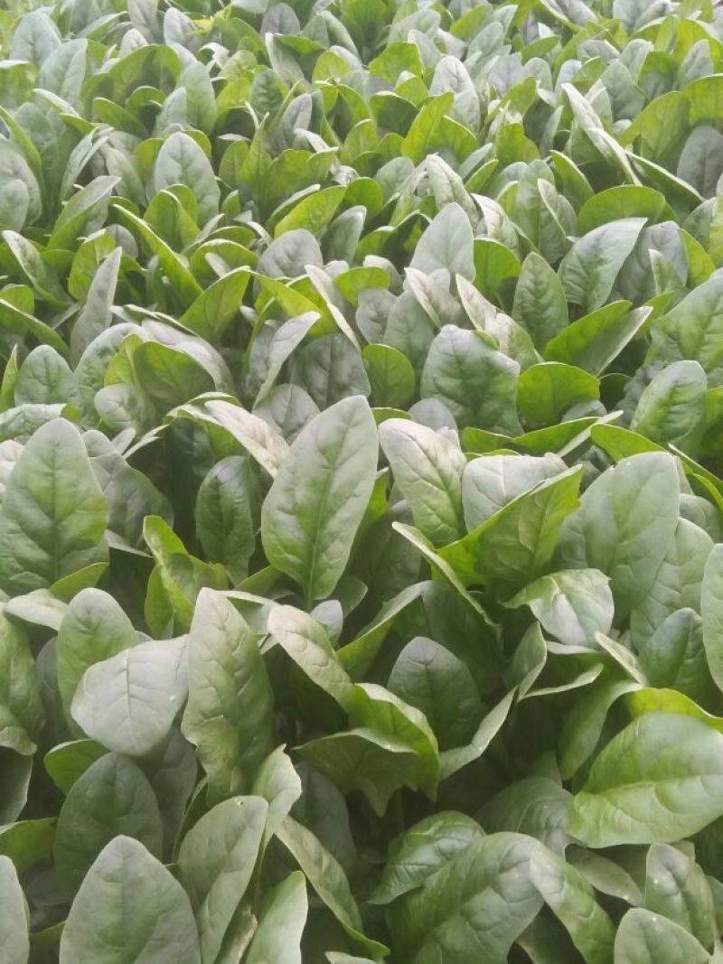 越冬菠菜25~30厘米