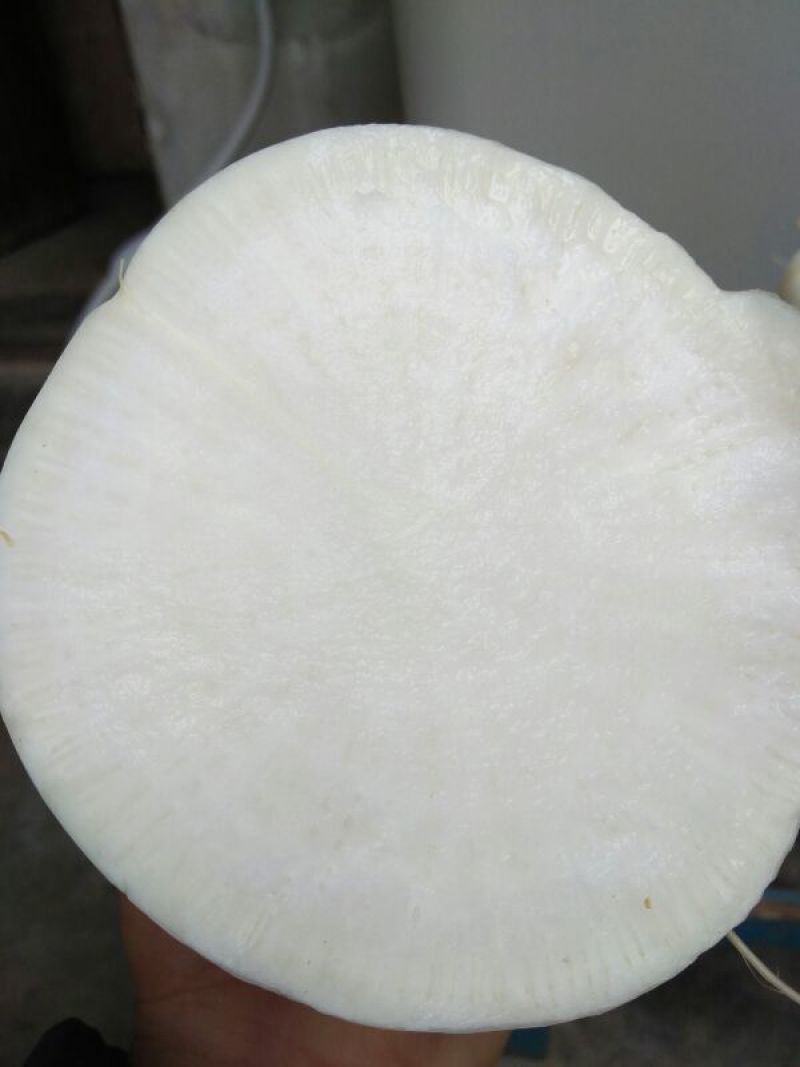 白皮白萝卜1~1.5斤起