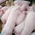 三元仔猪山东仔猪常年出售20~30斤优质猪苗品种纯正量大从优