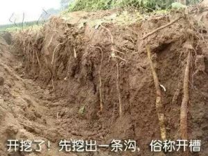 铁棍山药河南温县