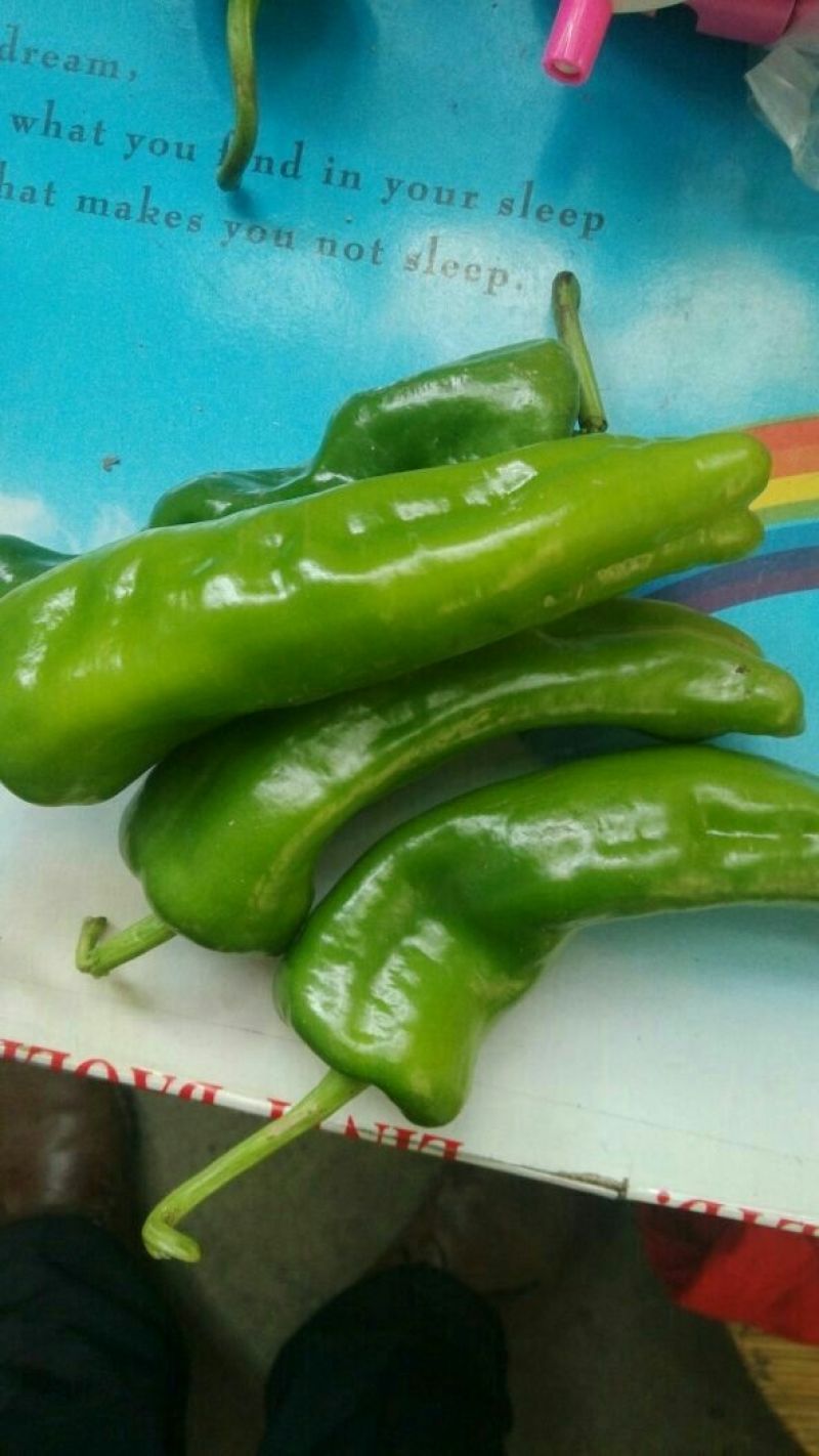 鲜辣椒，301辣椒20厘米青