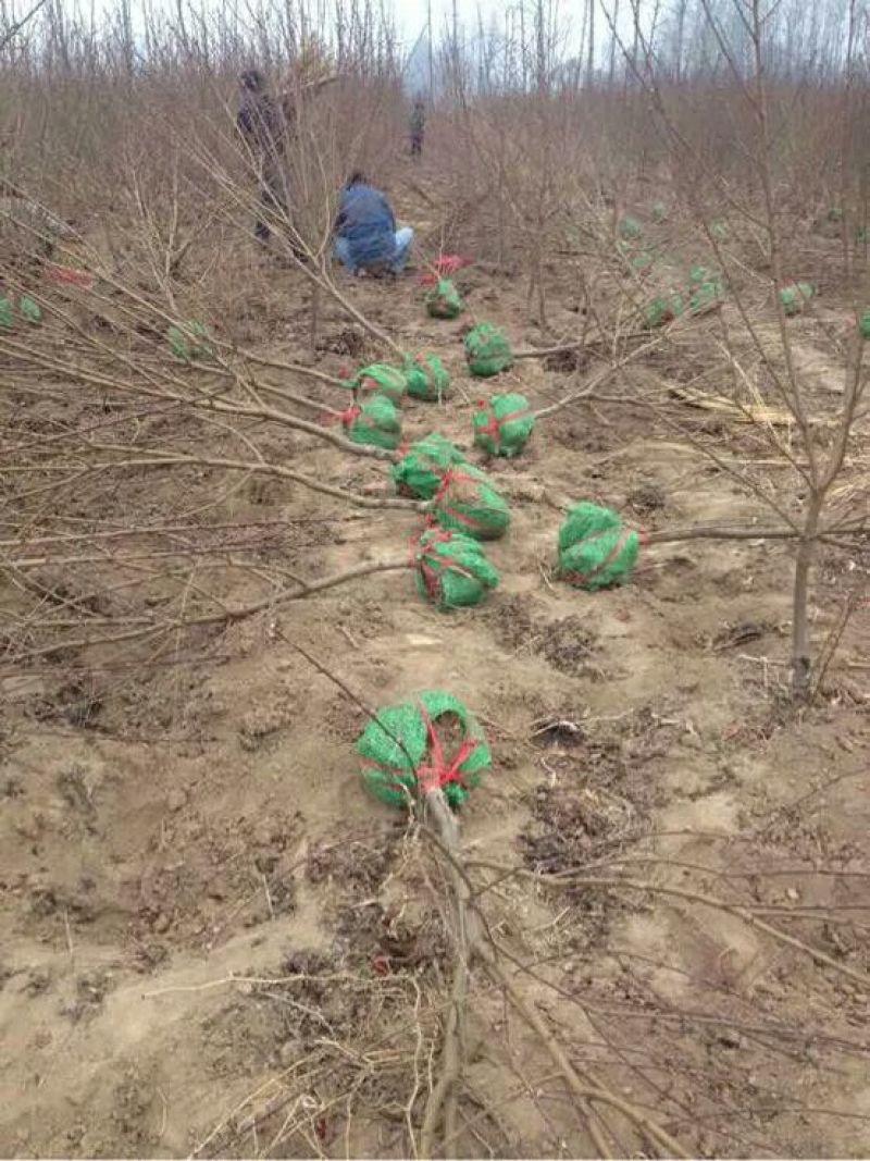桃树6~8cm2.5~3米可广泛应用于占地工程建园