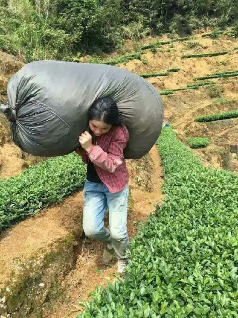 本山茶特级