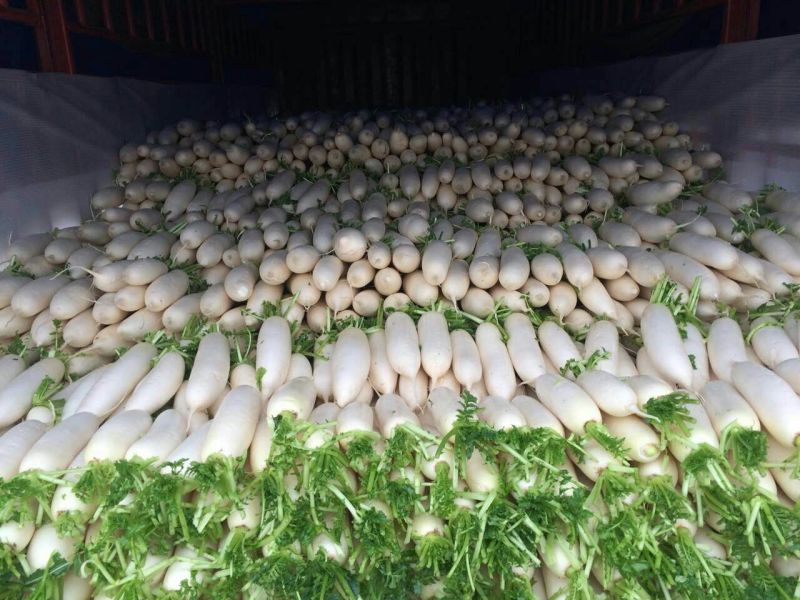新白玉白萝卜1.5~2斤起