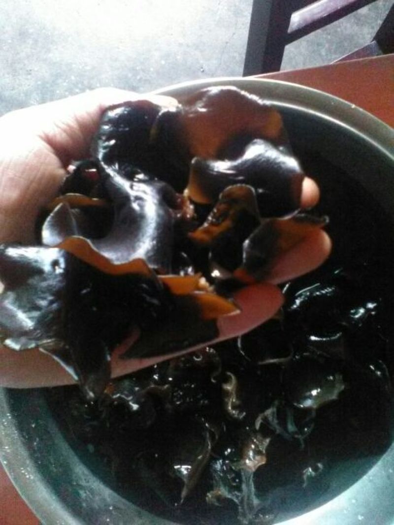 野生木耳一级