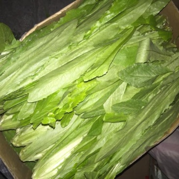 油麦菜