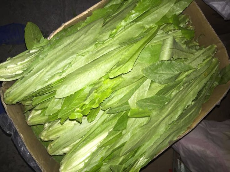 油麦菜