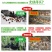 绿壳鸡蛋食用50g以下