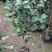 茶花树