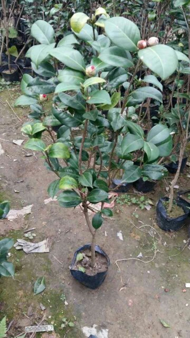 茶花树