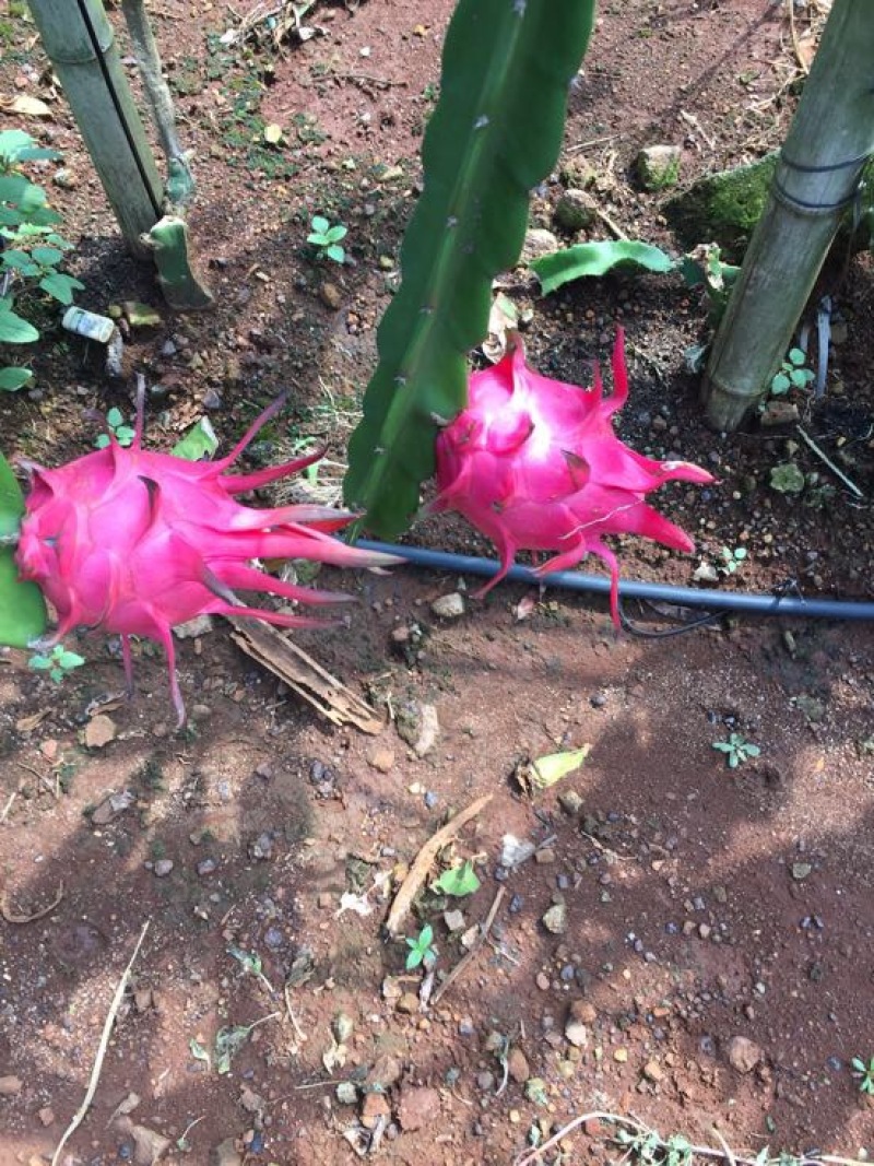 火龙果苗