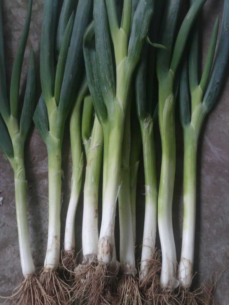 小葱40~45cm